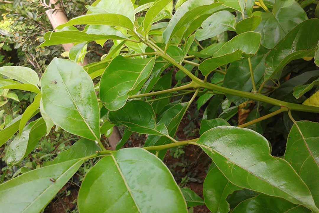 Lá của loài cây xá xị cũng được ứng dụng vào việc làm thuốc chữa bệnh cho con người
